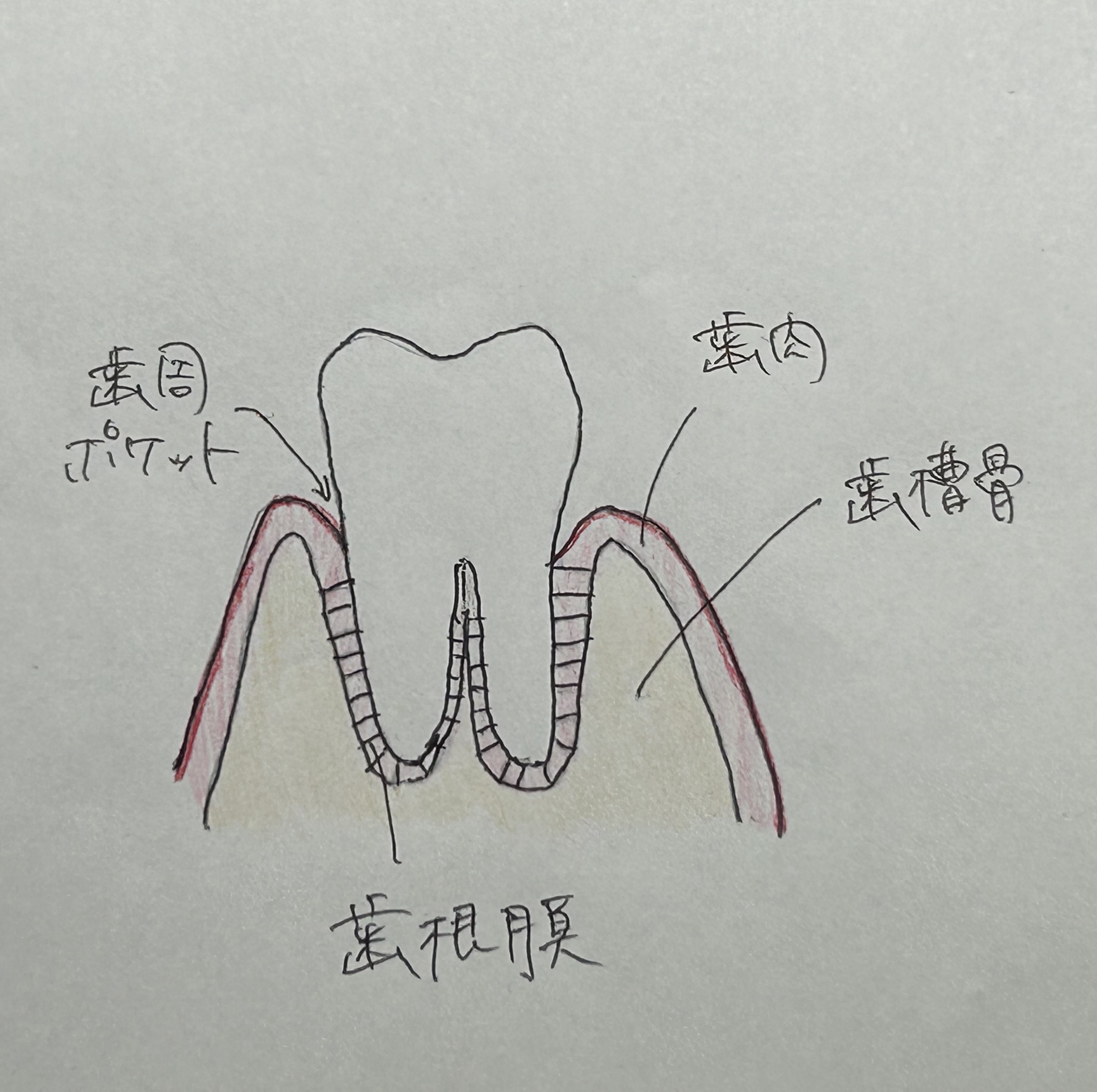 歯周病という病気