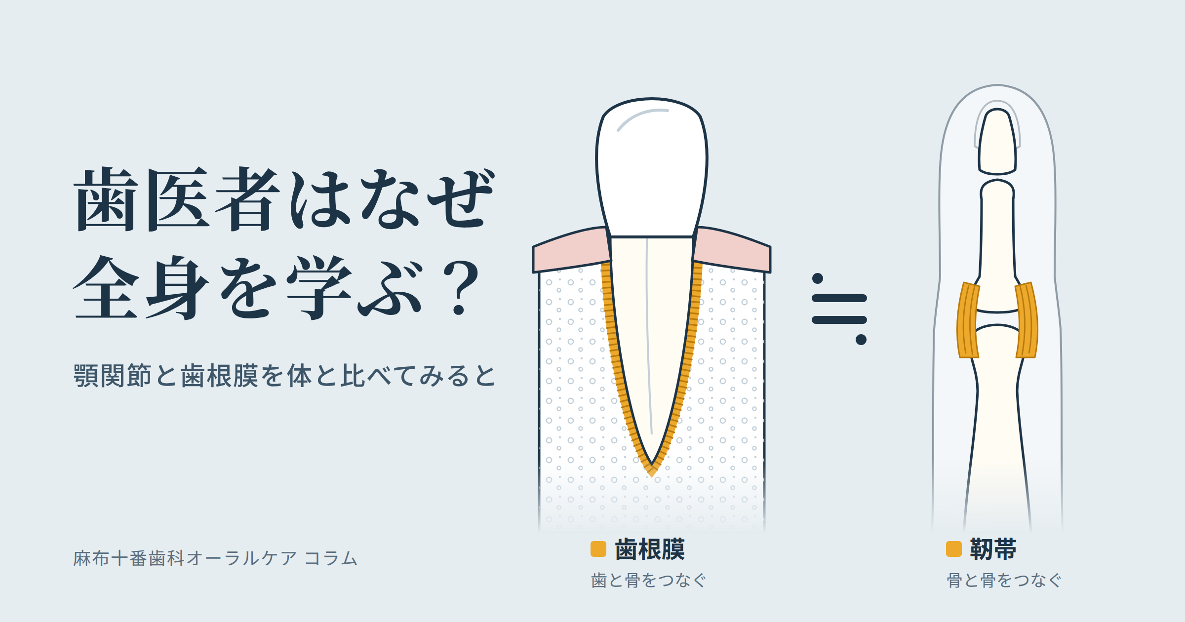 歯を支える歯根膜と指の関節の靭帯を並べて比べたイラスト